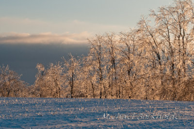 IceyHedge5581