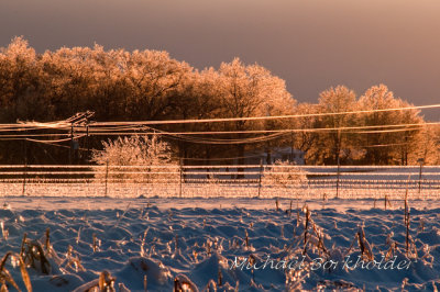 IceyWires5615
