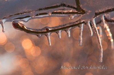 IceTwig5626