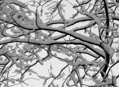 BranchesBW5630