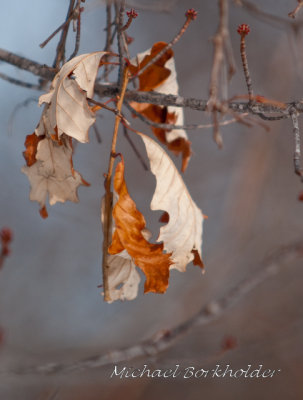 Oaks5367