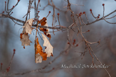 Oaks5370
