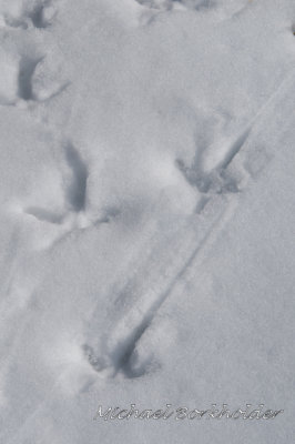 TurkeyTracks5373