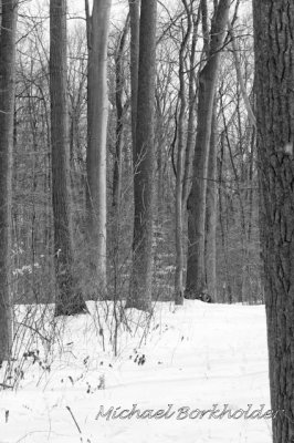 WoodedPath5395