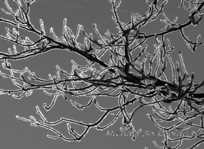 BranchSilhouette4932