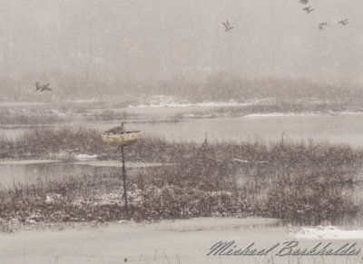 WaterfowlHaze5156