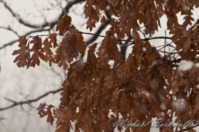 Oaks5163