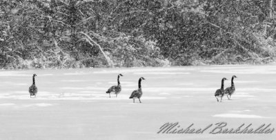 GooseBW5164