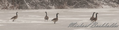 GooseStrip5169