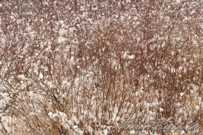 WinterMarsh5195