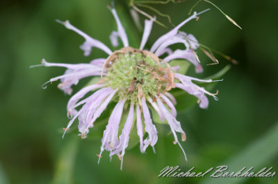 DS2_6661.jpg
