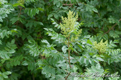 DS2_6713.jpg