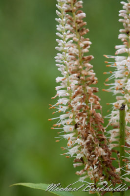 DS2_6725.jpg