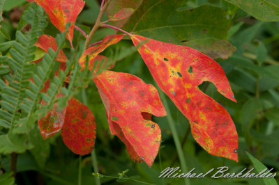 Cass County Prairie and Woods