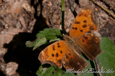 DS2_6960.jpg