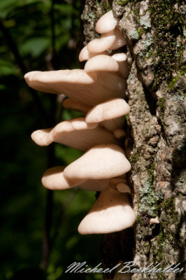 DS2_6981.jpg