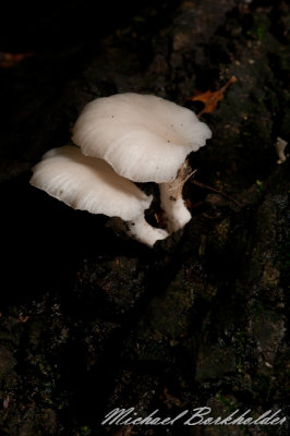 DS2_6992.jpg
