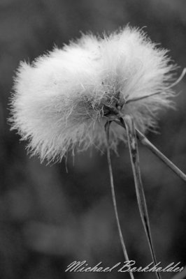 DS2_3772.jpg