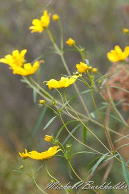 DS2_3868.jpg