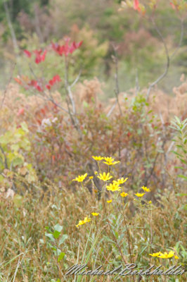 DS2_3874.jpg