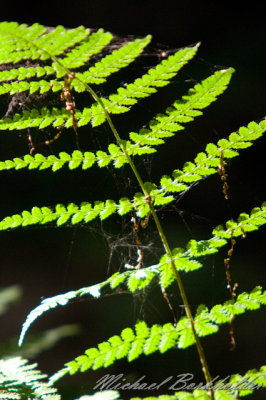 DS2_0070.jpg