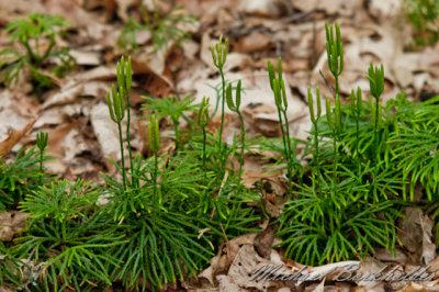 DS2_9730.jpg