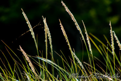 Saugatuck State Park