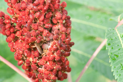 StaghornBerries2270
