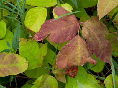 PoisonIvy2316