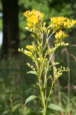 Goldenrod2320