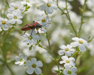 MilkweedBugSpurge2350