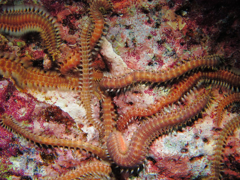 Lined Fireworms eating fish eggs- Pherecardia striata - Puako