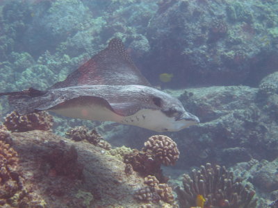 Spotted Eagle Ray - Suckem Up 