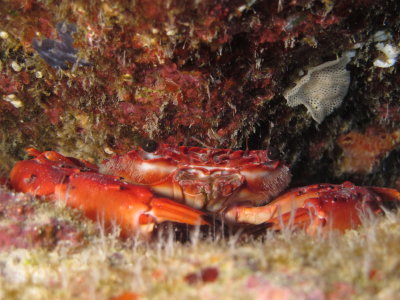 Hawaiian Red Swimming Crab
