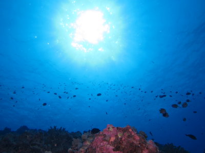 Anthias, Excellent visibility, Eel Cove