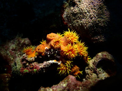 Sun Coral, Puako 