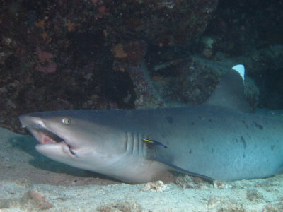 White Tip Reef Shark Posing for a Hawaiian Cleaning Wrasse, Suckem Up