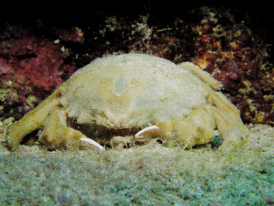 Prince Valium, a Sleepy Sponge Crab.