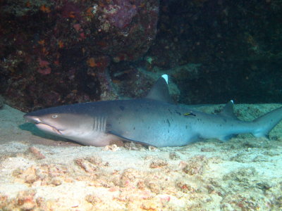 White Tip Reef Shark Posing for a Hawaiian Cleaning Wrasse, Suckem Up