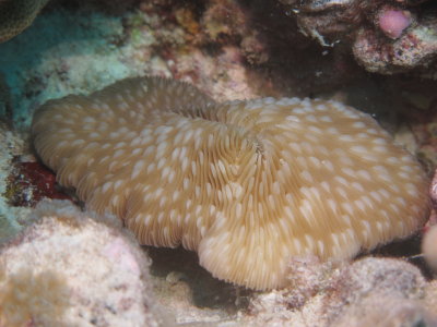 Oval Mushroom Coral  