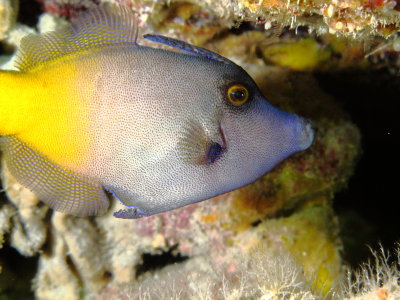 Yellow Tailed FileFish 
