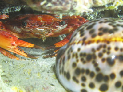 Red Swimming Crab with Cowrie 
