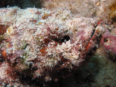 Devil Scorpion Fish - Eel Cove