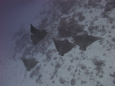 Flock of Eagle Rays @ 160 feet. Canon housing still functioning at 150' ! 