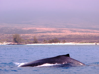 The Hump in HumpBack 