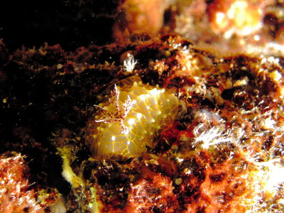 Gold Lace Nudibranch - Puako