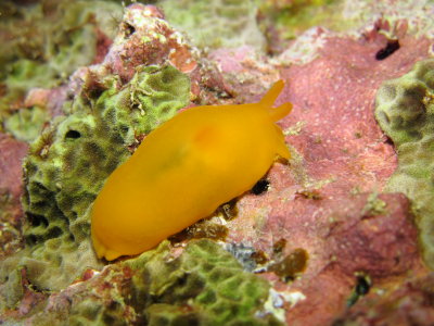 Orange Gumdrop Sea Slug - Puako Night Diving 