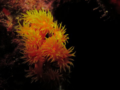 Sun Coral - Puako Night Diving 