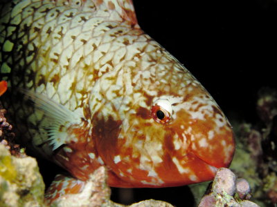 ParrotFish Sleeping - Puako Night Diving 