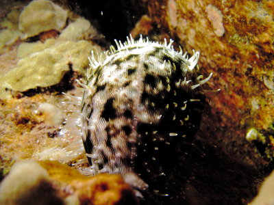 Tiger Cowrie Mantle-Puako Night Dive 